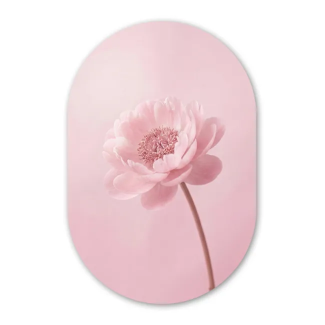 Muurovaal - Bloem - Pioenroos - Roze