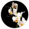 Orchidee - Bloemen - Planten - Botanisch Wandcirkel kunststof plaat 5mm dik klein -3d
