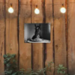 Paard - Bord - Pasta - Tafelkleed - Zwart Wit - Dieren tuinposter los doek klein -sfeer1
