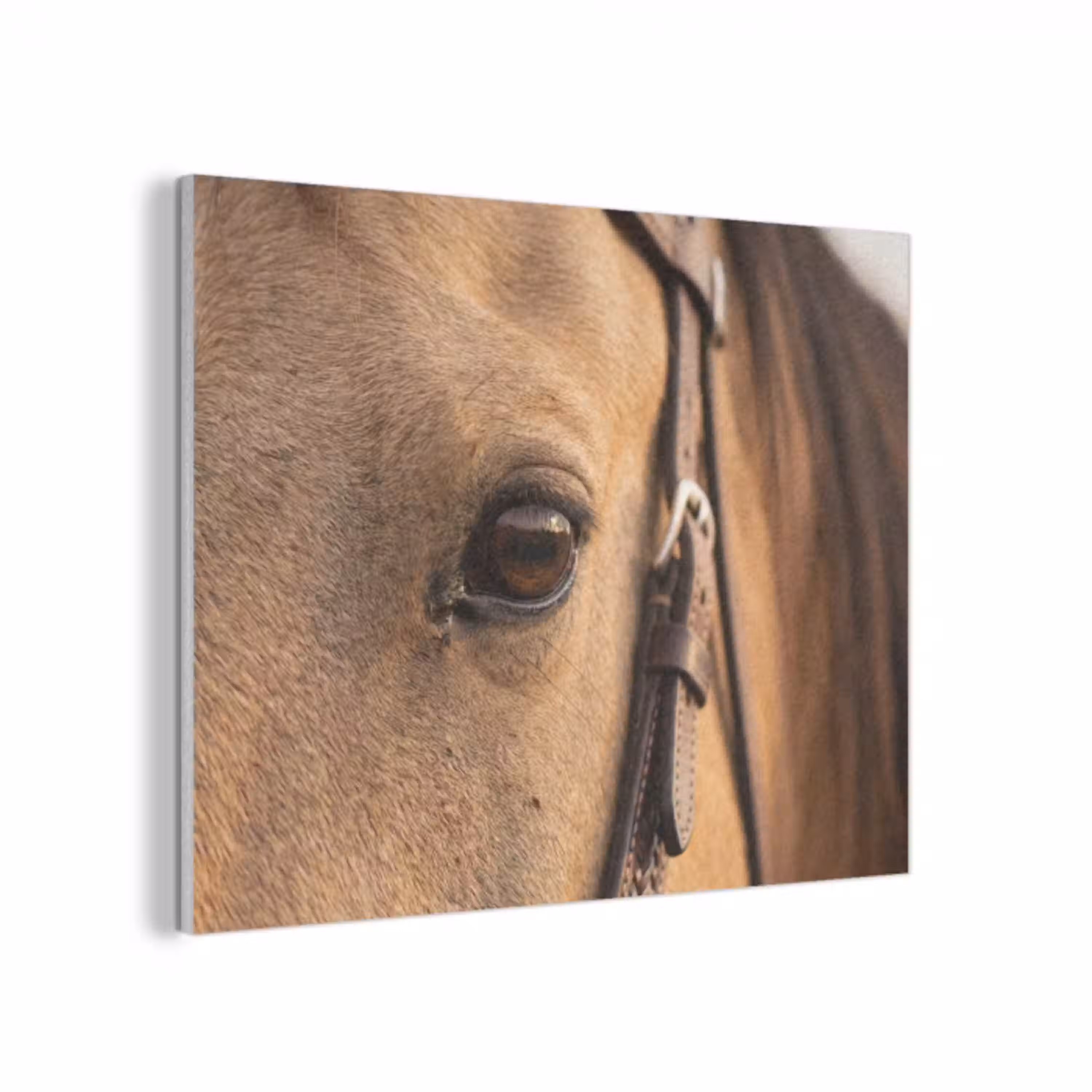 Paard - Oog - Bruin PET vilt klein -3d