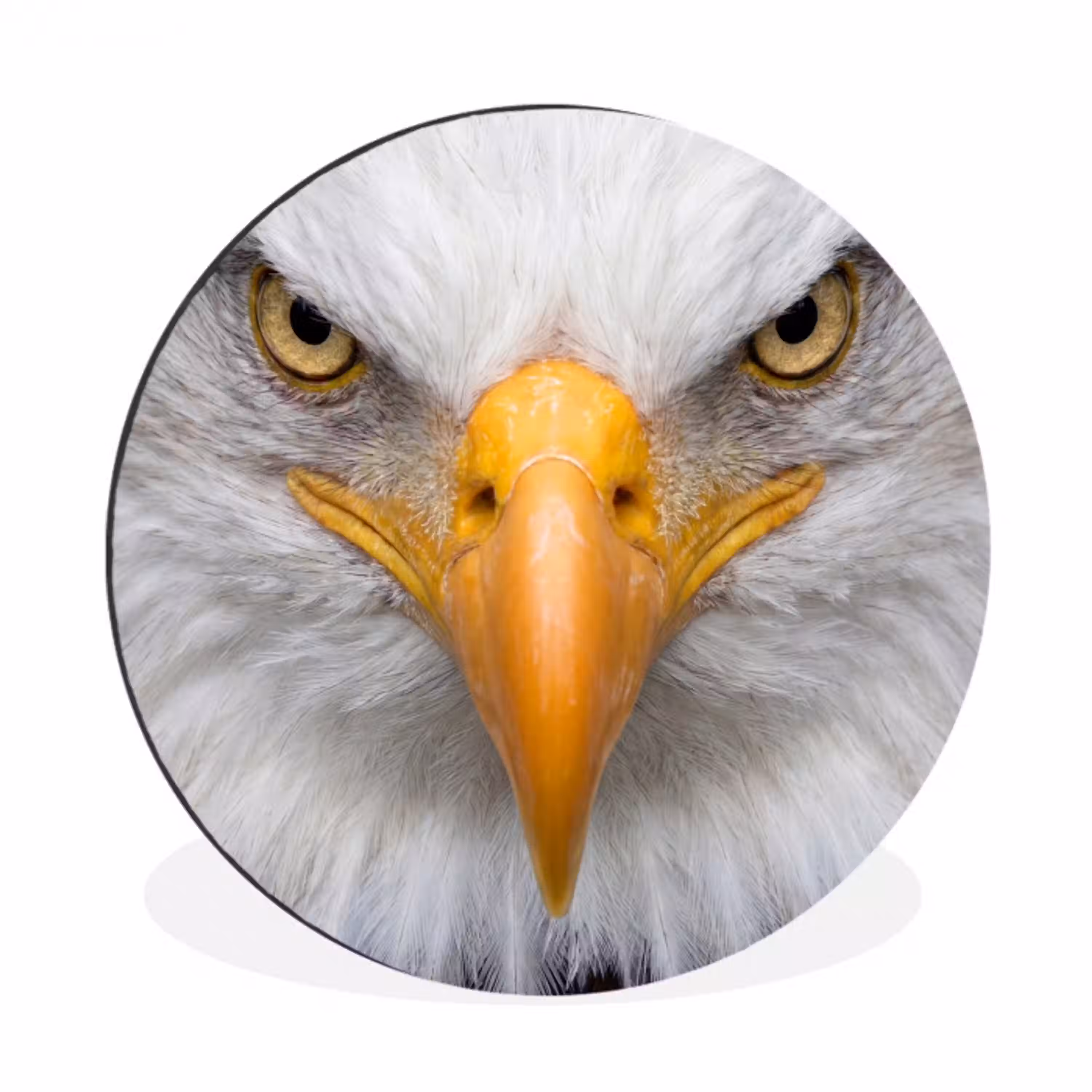 Amerikaans - Zeearend - Portret - Geel Wandcirkel aluminium klein -3d