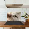 Schaap - Oog - Wit keuken achterwand spatscherm klein -sfeer2