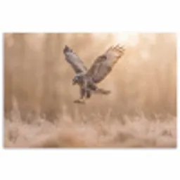Buizerd - Roofvogel - Natuur - Bruin poster papier klein -3d