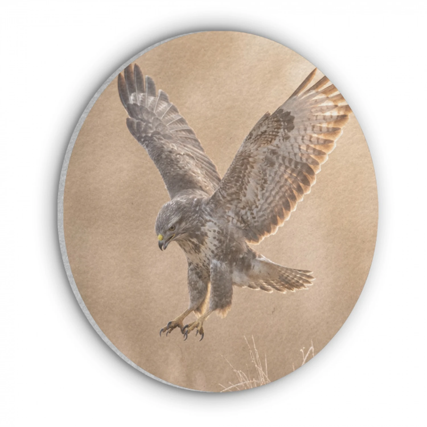 Buizerd - Roofvogel - Natuur - Bruin Akoestische PET Vilt - Rond klein -3d