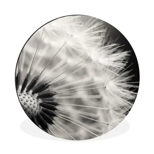 Paardenbloem - Zwart - Wit Wandcirkel aluminium klein -3d
