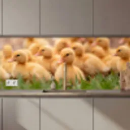 Pijltje - Eend - Natuur - Geel keuken achterwand 2 middel zz_3dshopping