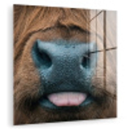 Schotse hooglander - Neus - Bruin plexiglas 5mm klein -zzzproduct_nieuw