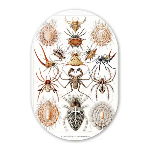 Retro - Spin - Ernst Haeckel - Spinnen Wandcirkel Ovaal Forex klein -3d