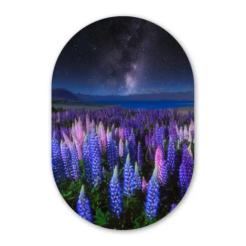 Bloemen - Nacht - Nieuw-Zeeland - Sterrenhemel - Paars Wandcirkel Ovaal Forex klein -3d