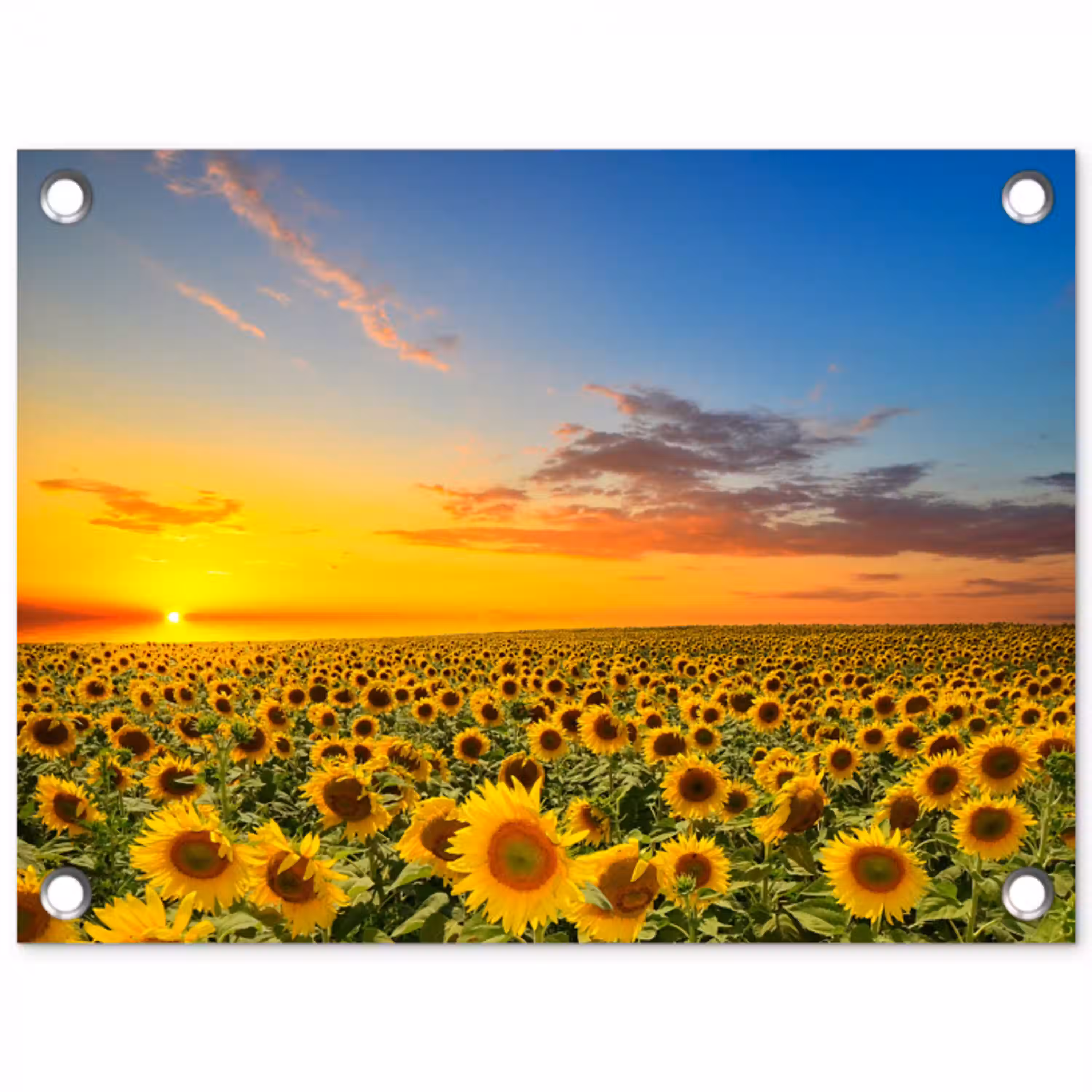 Bloemen - Zonnebloem - Zonsondergang - Nacht - Oranje tuinposter los doek klein -3d