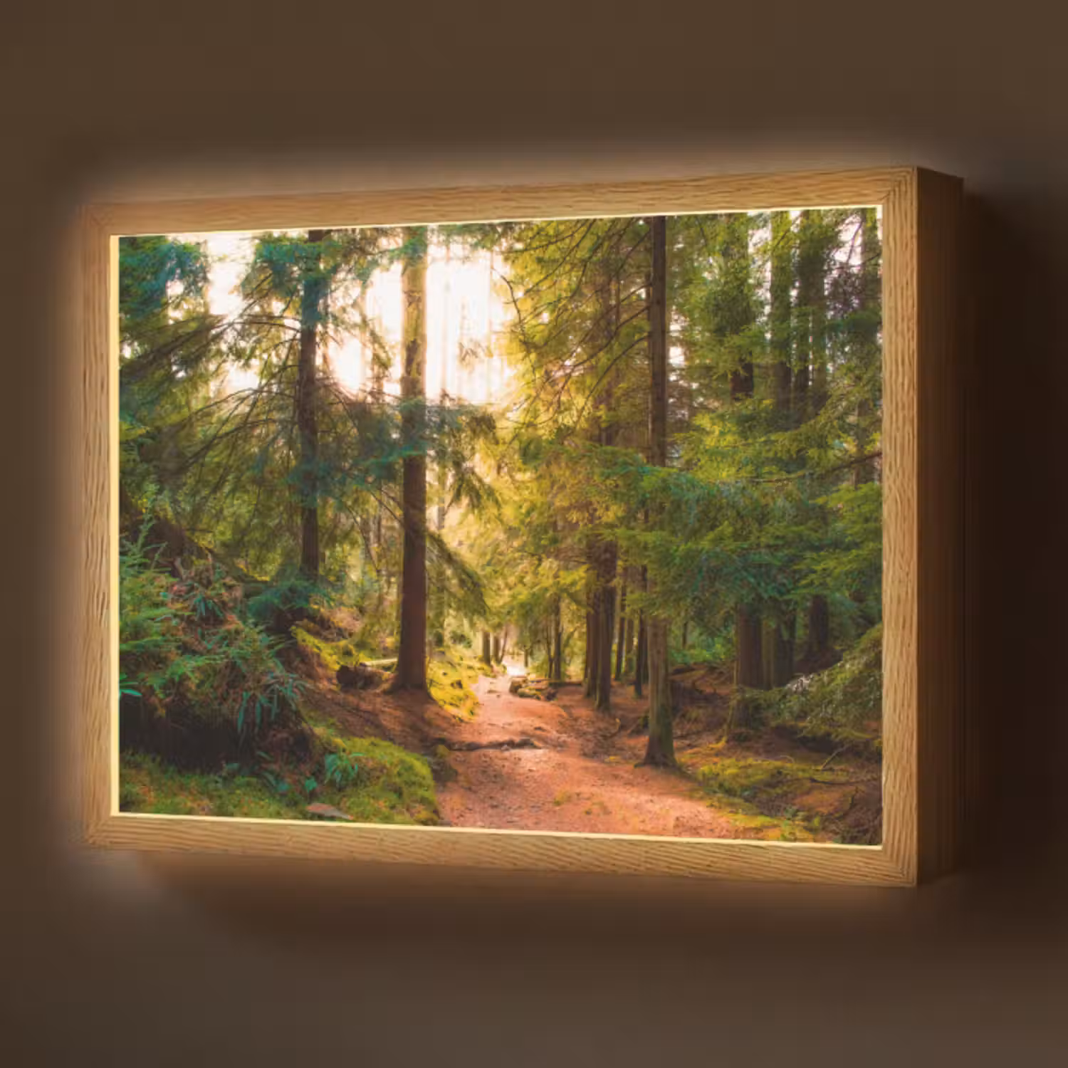 Lightbox - Wandleuchte - Wald - Weg - Bäume - Grün - Sonne - Natur