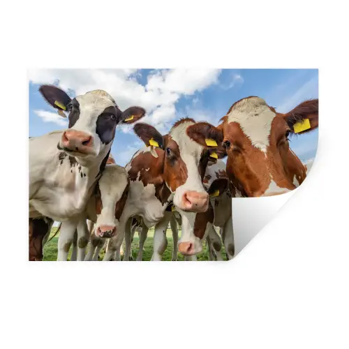 Koeien - Dieren - Weiland - Natuur Muursticker klein -3d