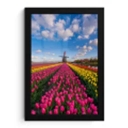 Tulpen - Holland - Molen - Kleurrijk fotolijst zwart zonder passe partout klein -3d