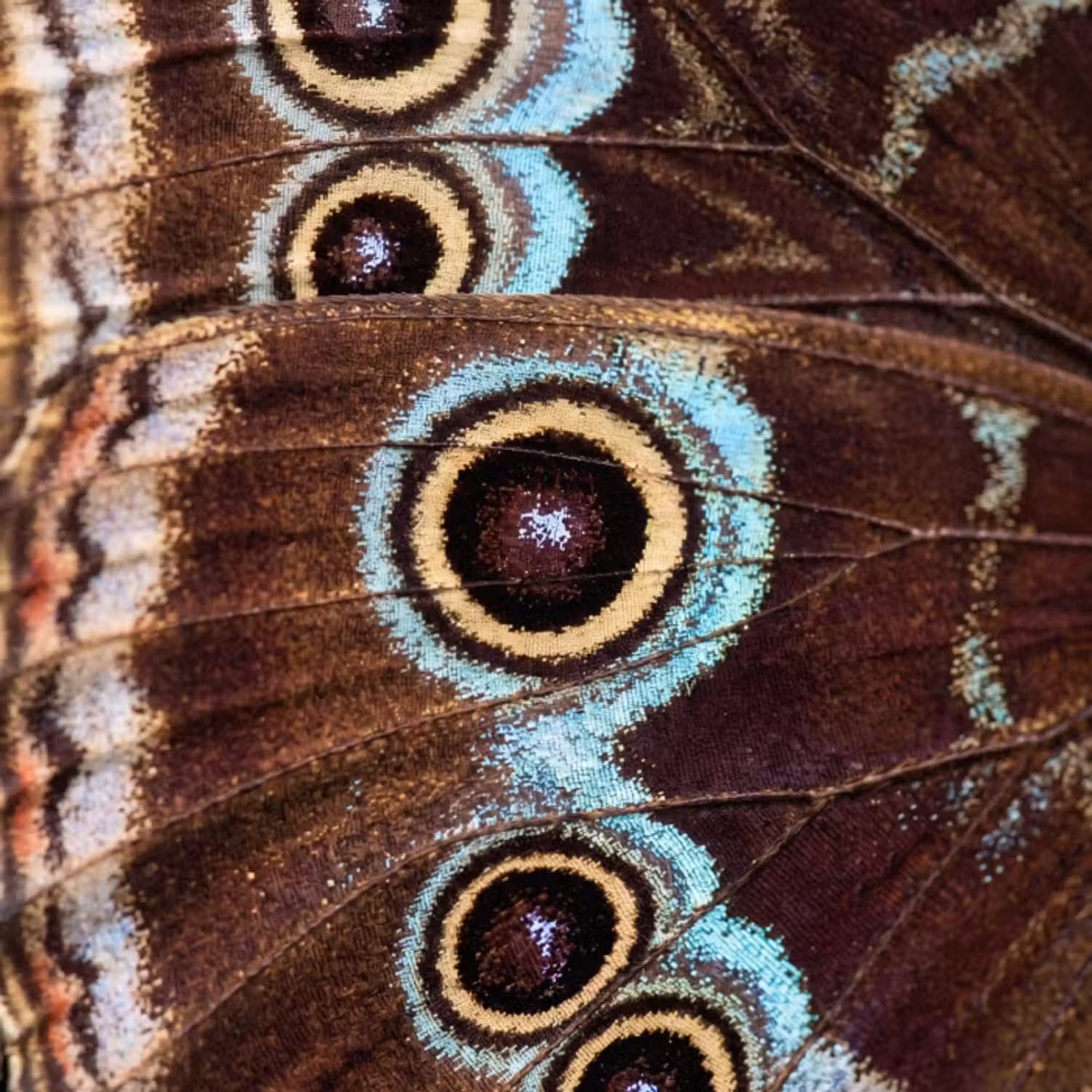 Tapete - Flügel - Schmetterling - Blau