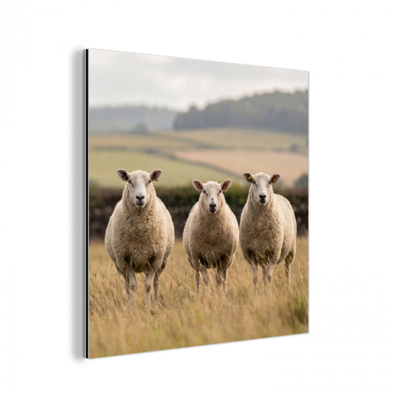 Schapen - Weidenlandschap - Heuvels aluminium wit klein -3d