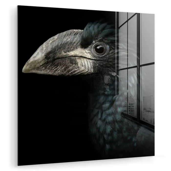 Vogel - Portret - Neushoornvogel - Zwart - Dieren plexiglas 5mm klein -zzzproduct_nieuw