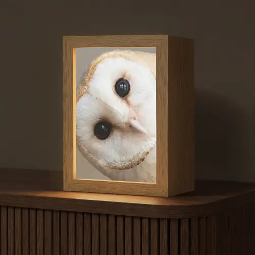 Uil - Bruin - Wit Light Box met kabel (Tafellamp) klein -z3d_website