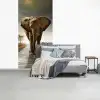 Olifant - Weg - Dieren - Zonsondergang - Landschap fotobehang vinyl groot -slaapkamer