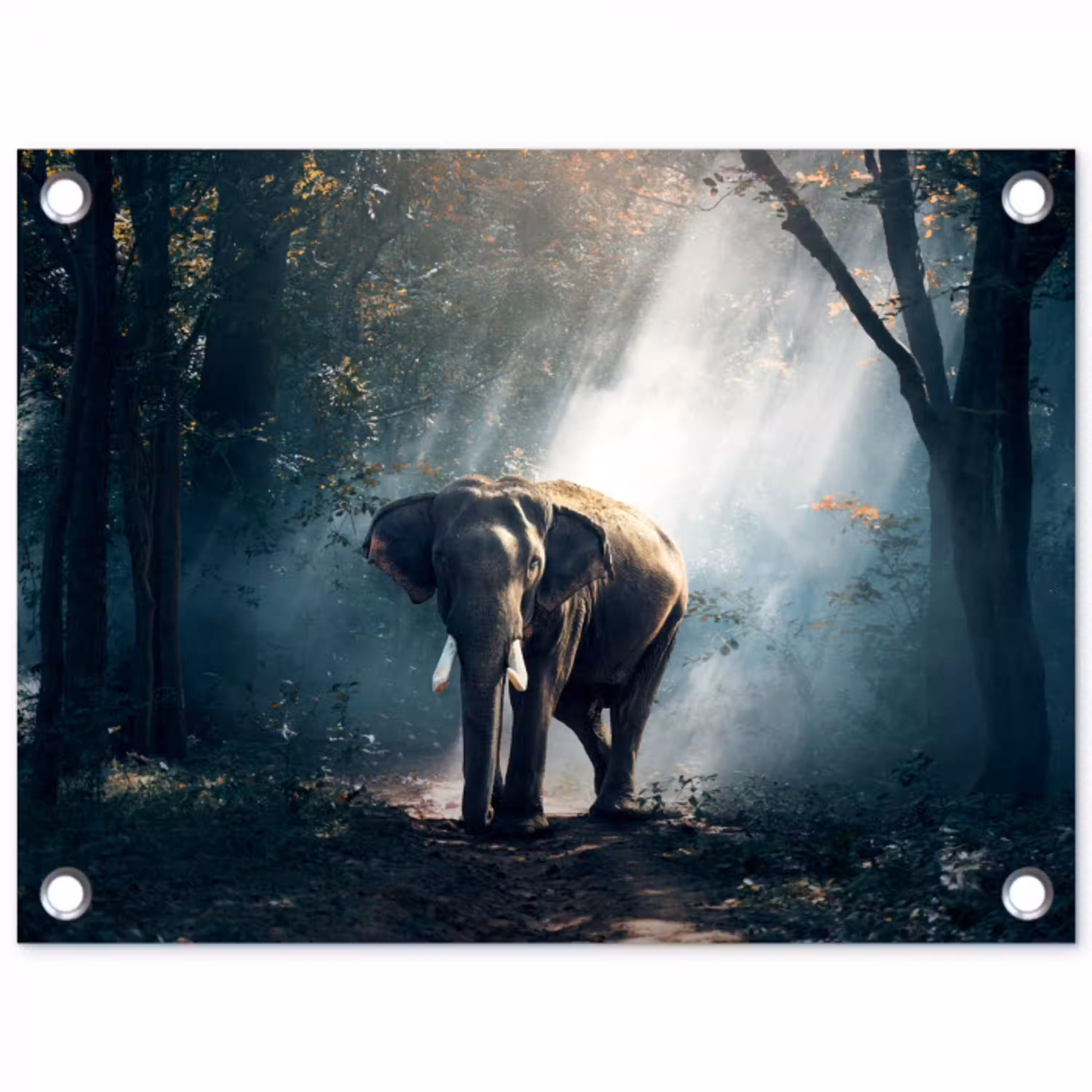 Olifant - Dieren - Licht - Bos - Natuur - Wilde dieren tuinposter los doek klein -3d