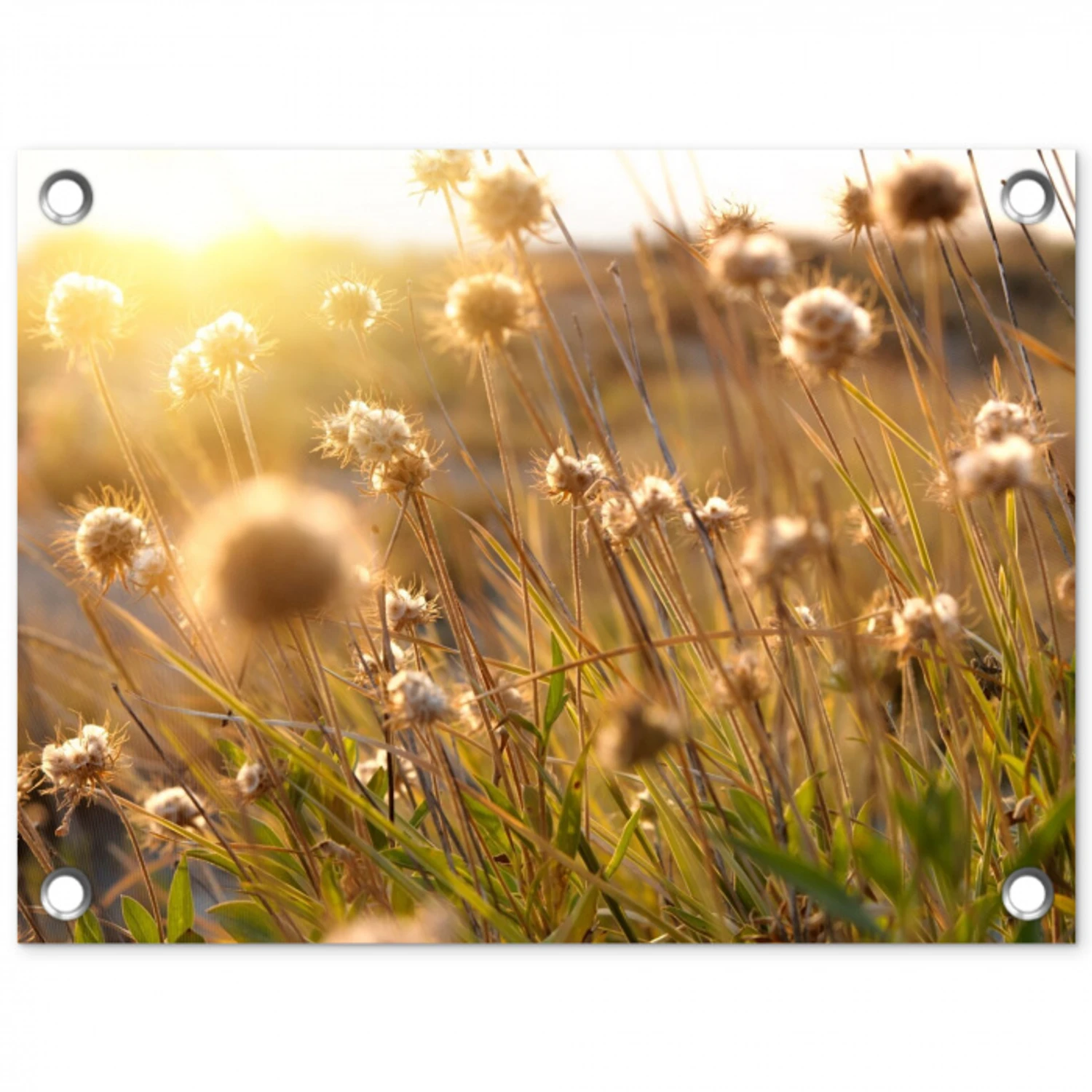 Verlichte zaadhoofden in de avondzon tuinposter los doek klein -3d