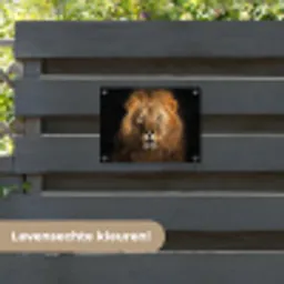 Leeuw in het avondlicht tuinposter los doek klein -sfeer3