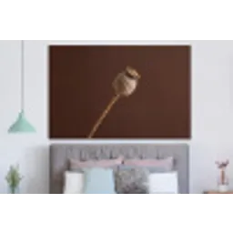 Papaverbol - Droogbloem - Bruin - Minimalistisch forex 5mm xxl -slaapkamer