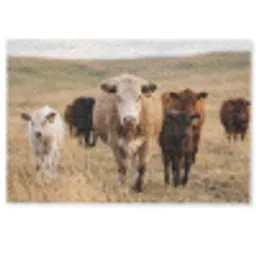 Runderen - Kudde - Landschap - Weide - Rustig Deurmat klein -zkaufland3d
