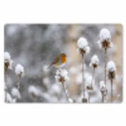 Roodborstje - Gedroogde bloem - Sneeuw - Winter - Vertederend Placemat vinyl groot -zzsfeer1_Kitchenyeah-website