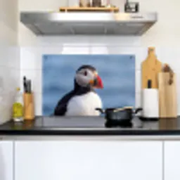 Papegaaiduiker - Portret - Natuur Inductie beschemer met haakjes klein -sfeer2