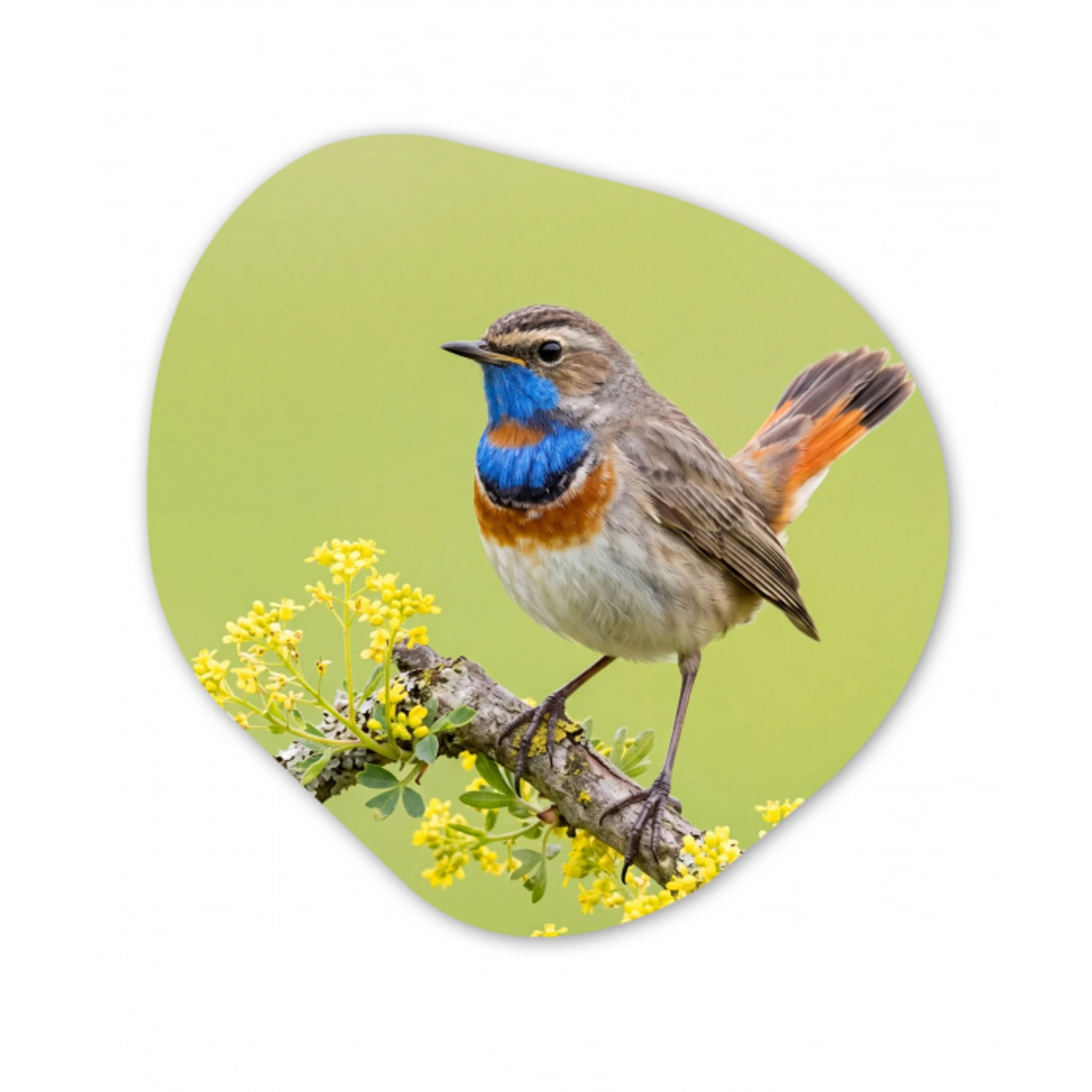Vogel - Tak - Natuur - Kleurrijk Wandcirkel Organisch Forex 3mm klein -3d