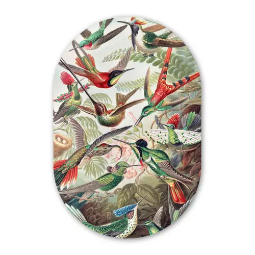 Kolibrie - Vintage - Ernst Haeckel - Vogels Wandcirkel Ovaal Forex klein -3d