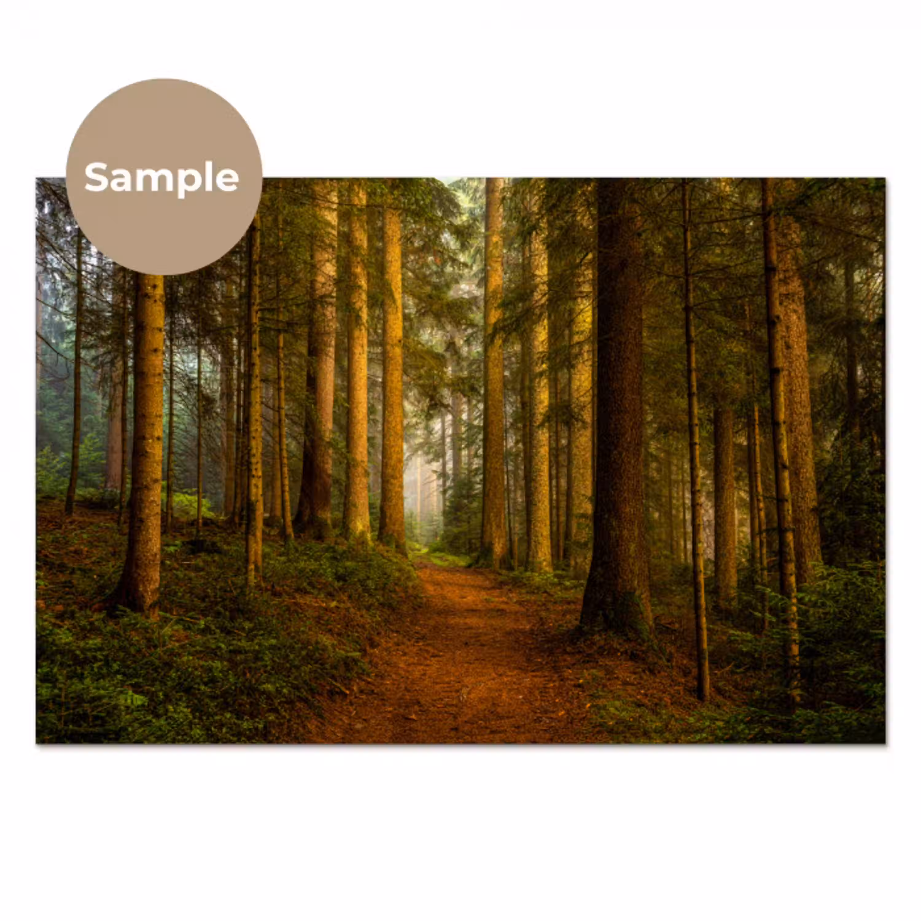 Bos - Natuur - Bomen - Landschap - Bladeren keuken achterwand sample klein -3d