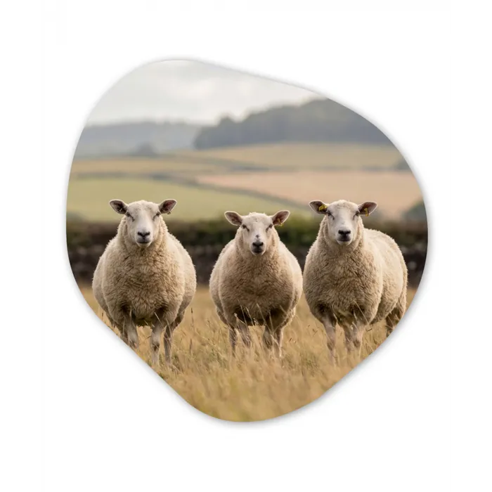 Schapen - Weidenlandschap - Heuvels Wandcirkel Organisch Aluminium middel -3d