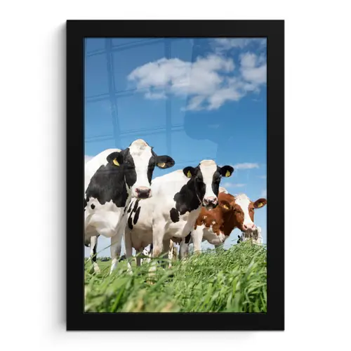 Koeien - Platteland - Weiland - Natuur - Dieren fotolijst zwart zonder passe partout klein -3d