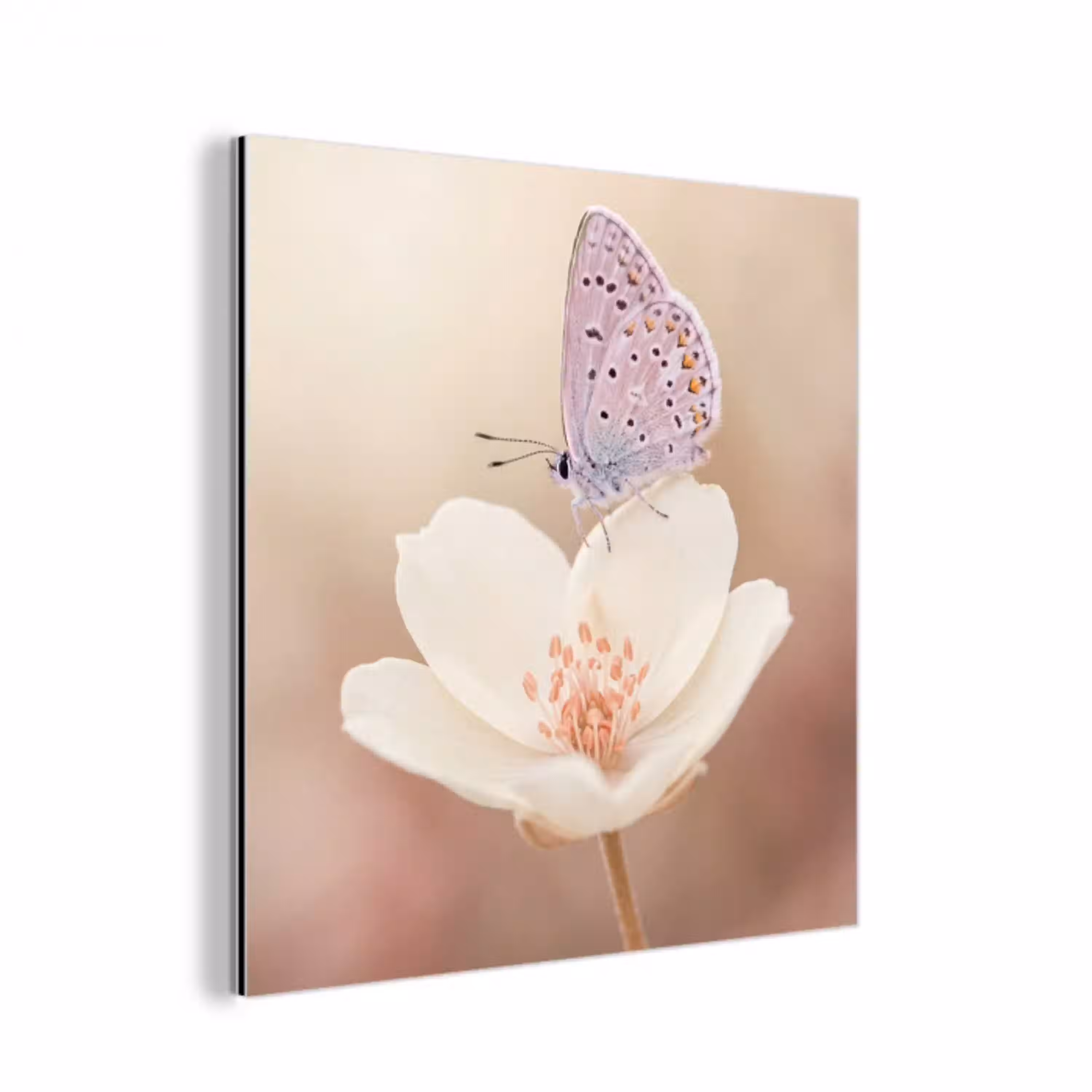 Vlinder - Bloem - Blauw aluminium wit klein -3d