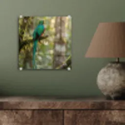 Quetzal - Jungle - Natuur - Groen plexiglas 5mm klein -sfeer3