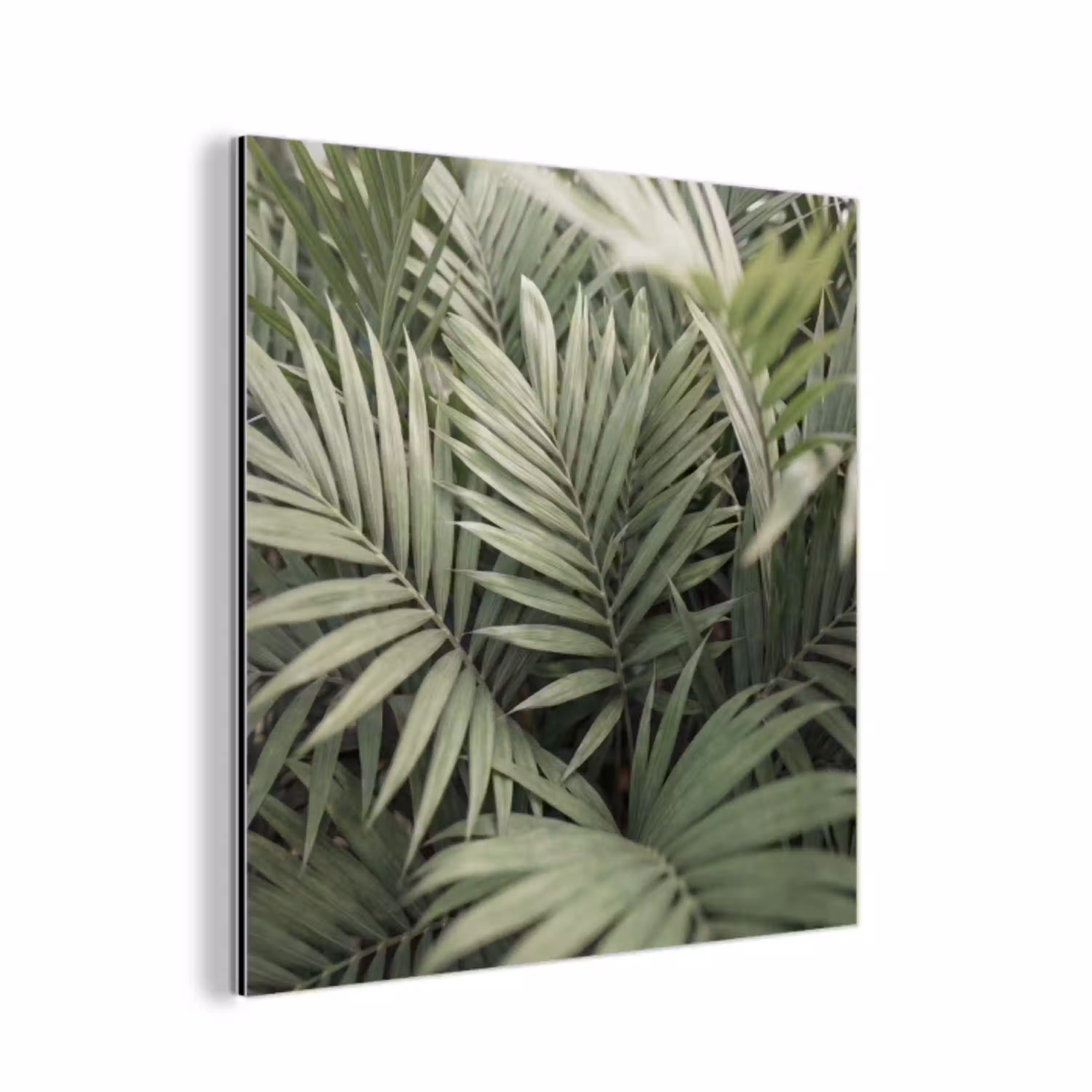 Plant - Palmbladeren - Natuur - Groen aluminium wit klein -3d