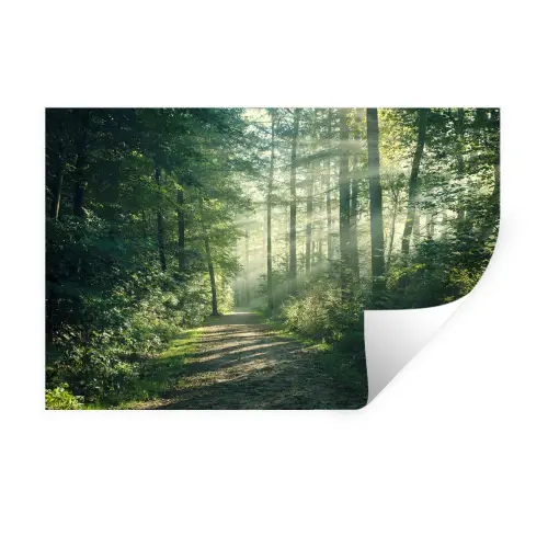 Bos - Pad - Zon - Bomen - Groen - Natuur Muursticker klein -3d
