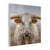 Longhorn - Grasveld - Dier plexiglas 5mm klein -z3d