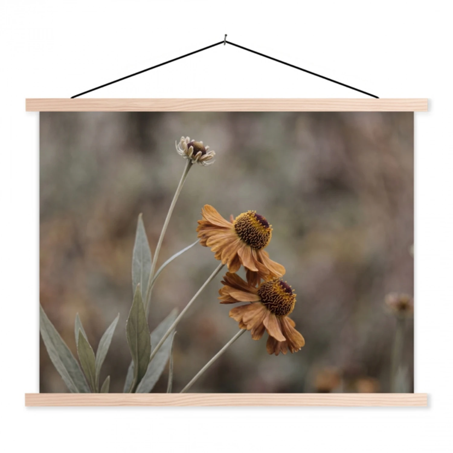 Zonnehoed - Droogbloemen - Geel - Warm textielposter latten blank klein -3d