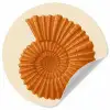 Schelp - Oranje - Ribbels Wandcirkel behangsticker klein -3d