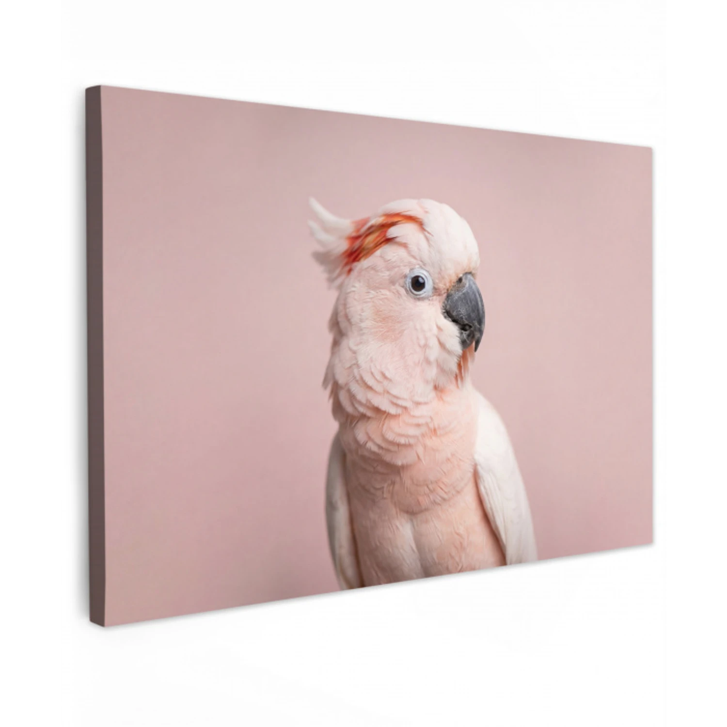 Kaketoe - Portret - Roze canvas 2cm klein -z3d