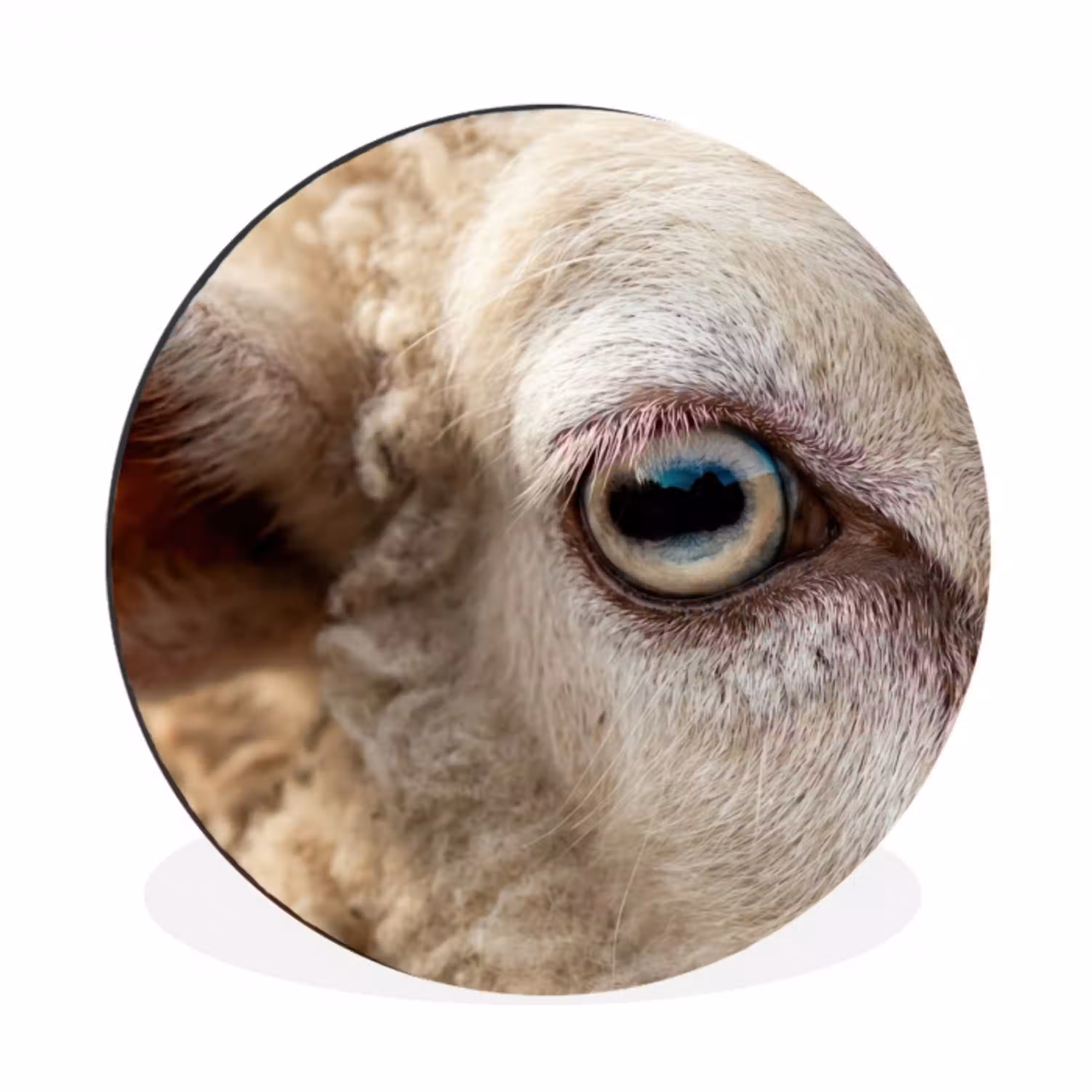 Schaap - Oog - Wit Wandcirkel aluminium klein -3d