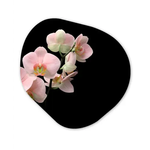 Orchidee - Bloemen - Roze - Stilleven - Flora Wandcirkel Organisch Forex 3mm klein -3d