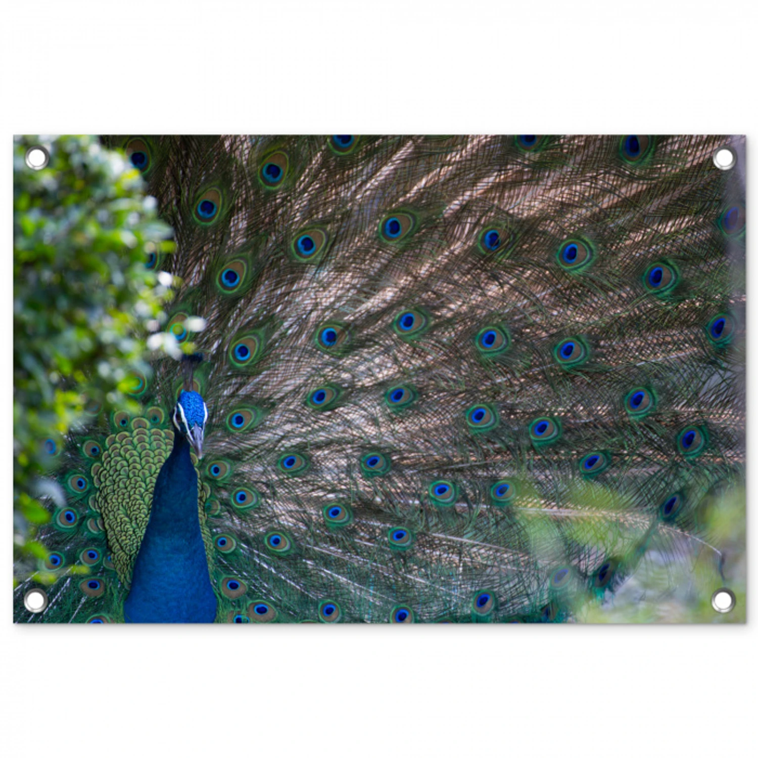 Vogel - Pauw - Veren tuinposter los doek klein -3d