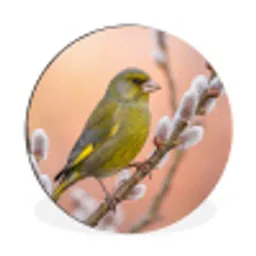 Groenling - Katjes - Lente - Natuur - Zacht Wandcirkel aluminium klein -3d