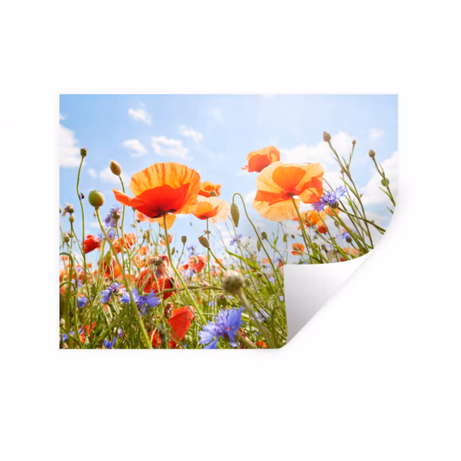 Wandtattoo – Blumen - Mohn - Frühling - Natur - Rot - Blau