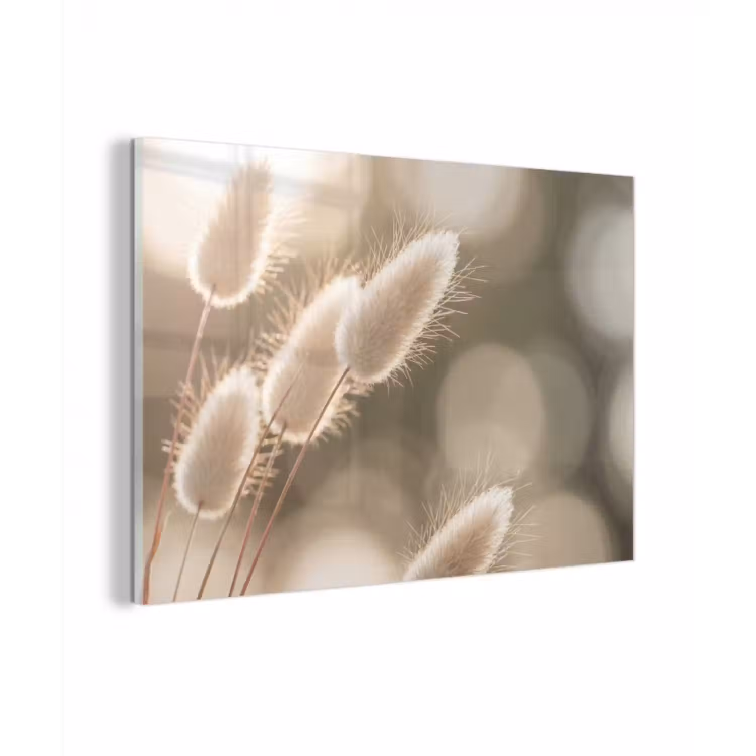 Glasbild - Haselschwanzgras - Weiß - Sonnenlicht