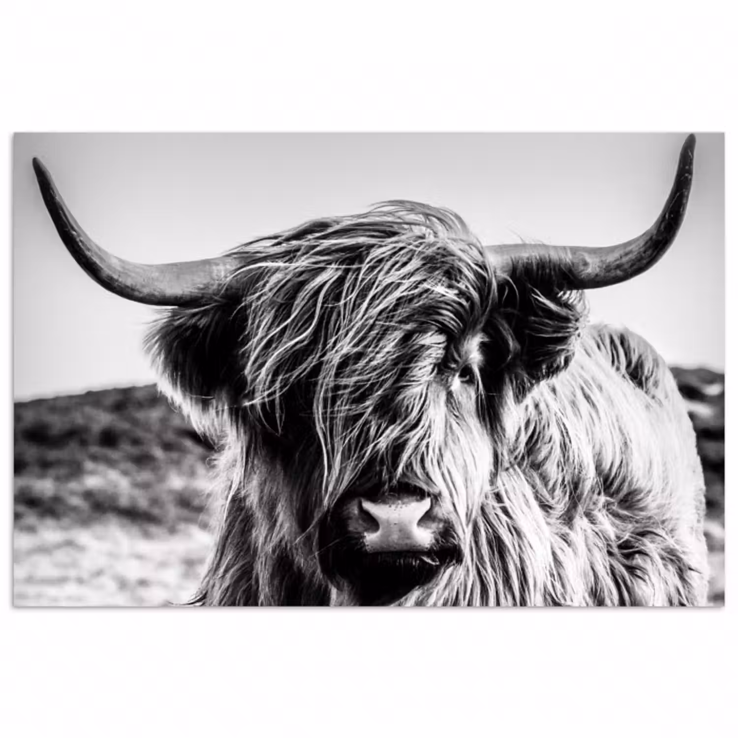 Poster - Kuh - Schottischer Hochländer - Schwarz - Weiß - Tier - Natur - Wildtiere