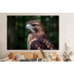 Buizerd - Roofvogel - Natuur - Bruin forex 5mm xxl -bovenbank